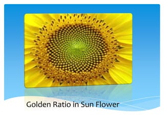 Golden Ratio in Sun Flower
 
