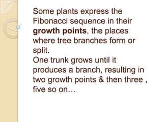 Some plants express the
Fibonacci sequence in their
growth points, the places
where tree branches form or
split.
One trunk grows until it
produces a branch, resulting in
two growth points & then three ,
five so on…
 