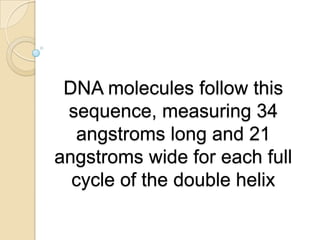 DNA molecules follow this
sequence, measuring 34
angstroms long and 21
angstroms wide for each full
cycle of the double helix
 