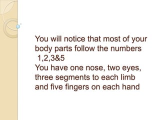 You will notice that most of your
body parts follow the numbers
1,2,3&5
You have one nose, two eyes,
three segments to each limb
and five fingers on each hand
 