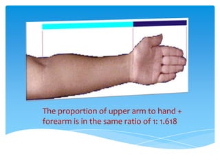 The proportion of upper arm to hand +
forearm is in the same ratio of 1: 1.618
 