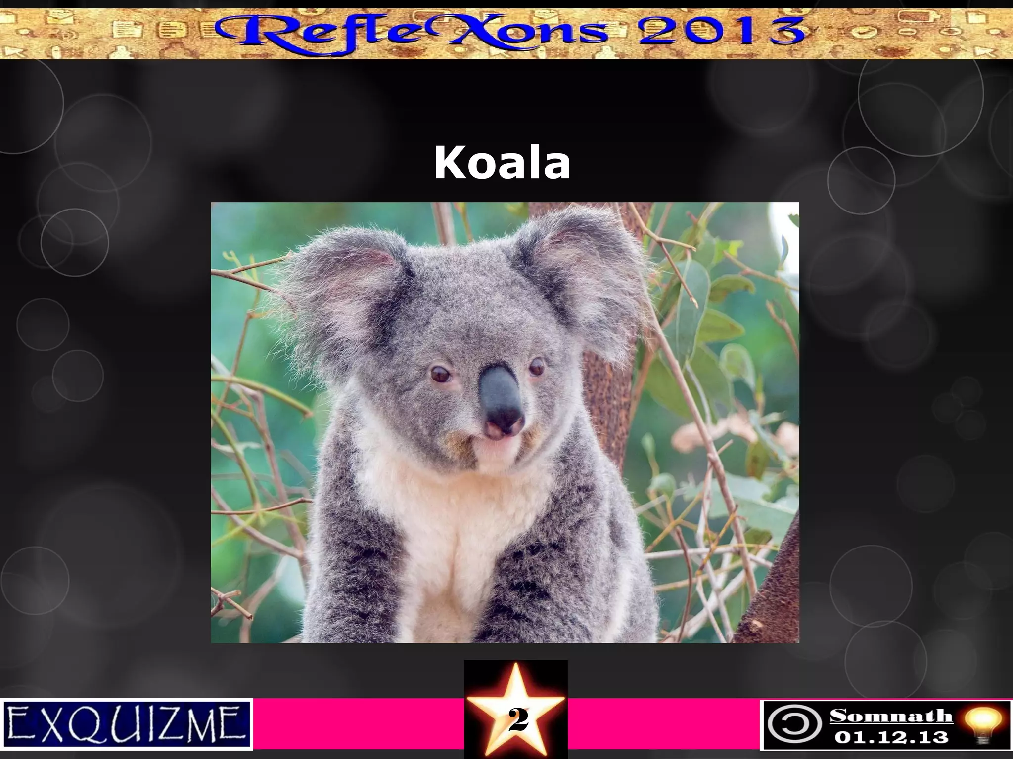 Koala

2

 
