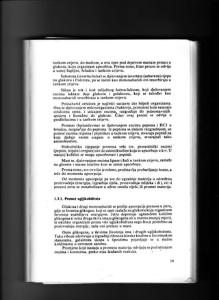 tankom crijevu, do maltoze, a ova opet pod dejstvom maltaze prelazl u
glukozu, koju organizam apsorbira. Prema tome, Citav proces se odvija
u usnoj Supljini, ieludcu i tankom criievu.
Saharoza (invertni Seder) se djelovanjem invertaze (saharaza) cijepa
na glukozu i fruktozu, pa se zatim kao monosaharidi ovi resorbiraju u
tankom criievu.
Slidan je tok i kod mlijednog Seiera-laktoze, koji djelovanjem
encima laklaze daje glukozu i galaktozu, koji se takoder kao
monosaharidi resorbiraiu u tankom crijevu.
Polisaharid celuloza je najde5ii sastavni dio biljnih organizama.
se djelovanjem mikrobrganizma (bakterije, protozoe) koie razaraiu
celuloznu opnu, i uticajem encima, razgraduje do jednostavnijih
spojeva i lionadno do glukoze. Citav ovaj proces se odvija u
predZelucima i u tankom criiew.
Ona

Proteini (bjelandevine) se djelovanjem encima pepsina i HCI u
ieludcu, razgraC.uje do peptona. Iz peptona se daljom razgradnjom, uz
pomoi encima tripsina i peptidaze u tankom crijevu, stvaraju peptidi na
koje djeluje encim erepsin u tankom crijevu, stvarajudi tako
aminokiseline.
Hidrolitidko cijepanje proteina vrSe tzv. proteolitiEki encimi
(pepsin, tripsin i erepsin) sve do aminokiseline.koja se apsorbuje u krv. U
manjoj kolidini se mogu apsorbovati i peptidi.
Mast se, djelovanjem encima lipaze i Zudi u tankom crijevu, razlaLe
na glicerin i masne kiseline koii se zatim apsorbuju.
Prema tome, sve ovo Sto je reCeno, predstavlja probavljanje hrane, a
tede do momenta apsorpcije.
Od momenta apsorpcije pa sve do ugradnje materija u odredenu
proizvodnju (energija, izgradnja tijela, proizvodnja mlijeka i dr), svi ti
procesi zovu se metabolizam u uZem smislu rijedi, ili promet materija.
1.3.1. Promet ugljikohidrata

Glukoza i drugi monosaharidi se poslije apsorpcije prenose u jetru,
gdje se formira glikbgen, koji se opet razlaLe na glukozu koja organi,zam
-Jetra
deponuje ogranidene kolidine
Zivotinje snabdijevf energijom.
glikogena (i neka druga tkiva imaju glikogena ali u znatno manjoj mjeri)'
ie utoliko organizam prima viSe ugljikohidrata nego Sto je potrebno za
proizvodnju energije, tada oni prelaze u mast.
Osim glikogena, u tkivima Zivotinja ima i drugih ugljikohidrata.
Tako ribozE udeitvuju u izgradnji ribonukleinske kiseline u Zivotinjskim
stanicama, galakto2a skupa s lipoidima pojavljuje se u malim
kolidinama u nervnom sistemu.
Promjene koje nastaju u prometu materija odvijaju se pod uticajem
encima i koencima, preko niza lantanih reakcija.

l9

 