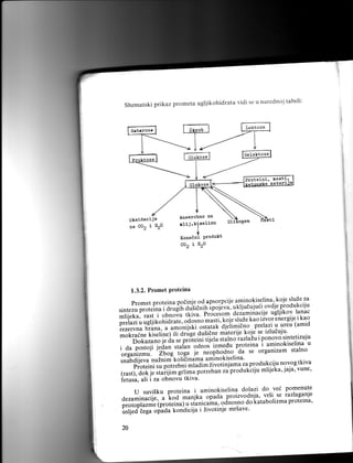 vidi se u uaredt-toi tabeli:
Shematski prikaz prometa ugljikohidrata

fil;;l

rc",* f

t '9*,'o'u

I

Glukoza

Proteini' nastl,
nateri

OksidaciJ
na CO, i

a

ErO

Anaerobao na

nlij.kiselinu
roo"doY Produkt
co2 i E2o

1.3.2. Promet Proteina
sluZe za
Promet proteina poe!ni9 -o{.apsorpcije aminokiselina''koje
ovdje produkciju
ukljudujuii
sintezu proteina i aru{ih ausie nin ipoj6ua.
i obnoil';d;: pr;;!gn., deziminacije ugljikov lanac
mliieka, rast
ioje stuze kao iivor energije i kao
,e"r:1.Iiai;;;
prelazi u ureu (amid
rezervna hrana.
^ iiilils' dusidne materije o"r-' izluduju'
;;i;;; ttiJi',.1";;;"ij:il'.ri"rri''al.limidno :'ponovo sintetizuju
iturno iuauiu i
Dokazano j. dr:;;;;ilij;i;
u
proteina i
^da se organizam stalno
i da postoji jedan ";ffiil;t'-i'*ta'
-1itl:jttelina
orsanizmu. Zbog"i;;; it-'r]fupr1o.ano
*iu Ju.i,, nuinim"t otiEinama aminokiselina'za produkcij.u novog tkiva
proteini ., po,r.[ni ;ilim,i;oiiniu*u
jaja' vune'
(rast). dok ie ,tutiii* Iiii*u poittUun za produkciju mlijeka'
i.tuJ, ali i za obnovu tkiva'

il;i;;i;

J;,;.;;;ia

do vei pomenute
suvi5ku proteina i aminokiselina dolazi
proizvodnja' Ytsi.se razlaganje
dezaminacij., u tJ'-unjfa opaOa
proterna'
;;;;;;;;" ip.ot.iiu j'u .iuni i.ui"a.. od^nosno do k atabolizma
irslied dega opada kondicija ZivotrnJe mrsave'

U

20

 
