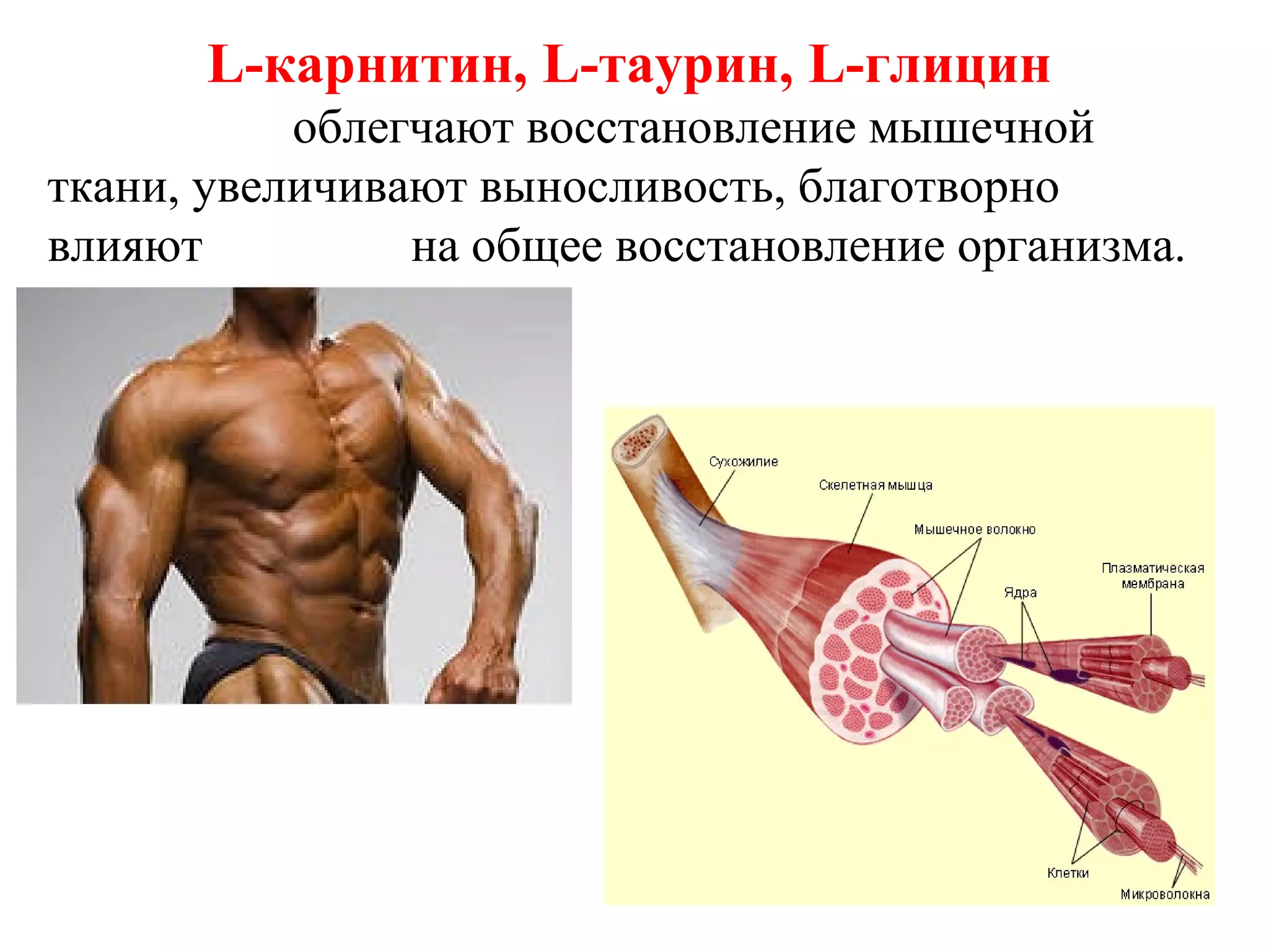 L-карнитин, L-таурин, L-глицин
облегчают восстановление мышечной
ткани, увеличивают выносливость, благотворно
влияют
на общее восстановление организма.

 