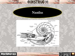 Nautilus
 