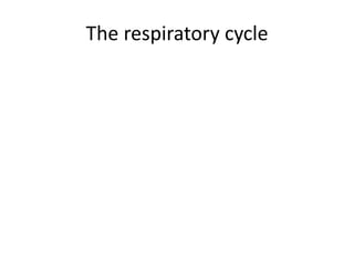 The respiratory cycle 
 