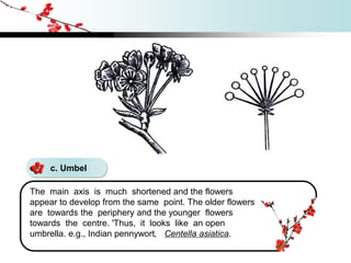 c. Umbel
The main axis is much shortened and the flowers
appear to develop from the same point. The older flowers
are towards the periphery and the younger flowers
towards the centre. 'Thus, it looks like an open
umbrella. e.g., Indian pennywort, Centella asiatica.
 