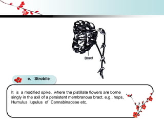 e. Strobile
It is a modified spike, where the pistillate flowers are borne
singly in the axil of a persistent membranous bract. e.g., hops,
Humulus lupulus of Cannabinaceae etc.
 