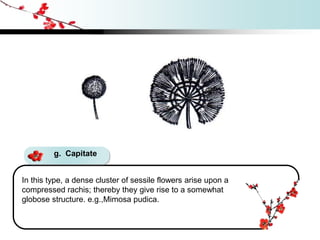 g. Capitate
In this type, a dense cluster of sessile flowers arise upon a
compressed rachis; thereby they give rise to a somewhat
globose structure. e.g.,Mimosa pudica.
 