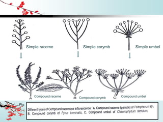Fig:
Simple raceme Simple corymb Simple umbel
Compound raceme Compound corymb Compound umbel
 