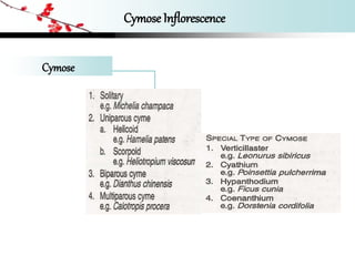Cymose Inflorescence
Cymose
 