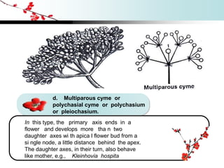 d. Multiparous cyme or
polychasial cyme or polychasium
or pleiochasium.
In this type, the primary axis ends in a
flower and develops more tha n two
daughter axes wi th apica l flower bud from a
si ngle node, a little distance behind the apex.
The daughter axes, in their turn, also behave
like mother, e.g., Kleinhovia hospita
 
