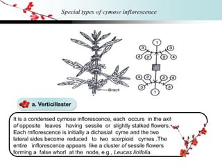 a. Verticillaster
It is a condensed cymose inflorescence, each occurs in the axil
of opposite leaves having sessile or slightly stalked flowers.
Each rnflorescence is initially a dichasial cyme and the two
lateral sides become reduced to two scorpioid cymes .The
entire inflorescence appears like a cluster of sessile flowers
forming a false whorl at the node, e.g., Leucas linifolia.
Special types of cymose inflorescence
 