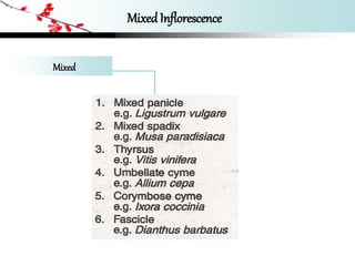 Mixed Inflorescence
Mixed
 