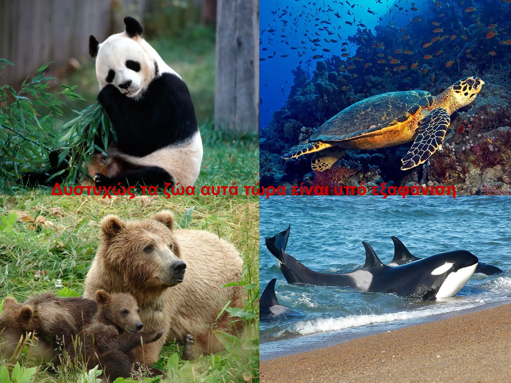 Δυστυχώς τα ζώα αυτά τώρα είναι υπό εξαφάνιση
 