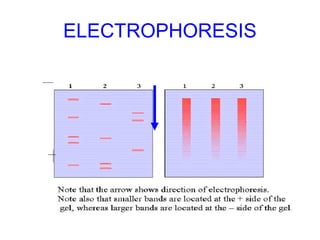 ELECTROPHORESIS
 