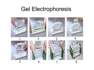 Gel Electrophoresis
 