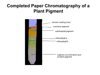 Completed Paper Chromatography of a
Plant Pigment
 