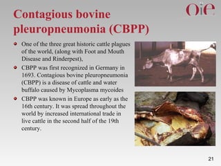 OIE Pathway for declaration of disease freedom | PPT