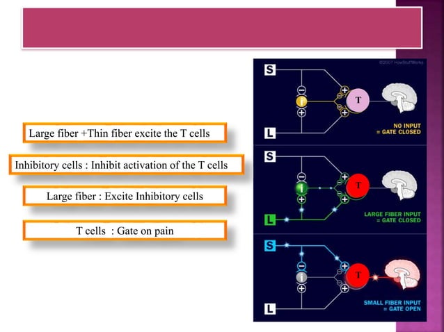 Pain pathways Biology Diagrams