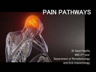 Dr Gauri Kapila
MDS 2nd year
Department of Periodontology
and Oral Implantology
PAIN PATHWAYS
 