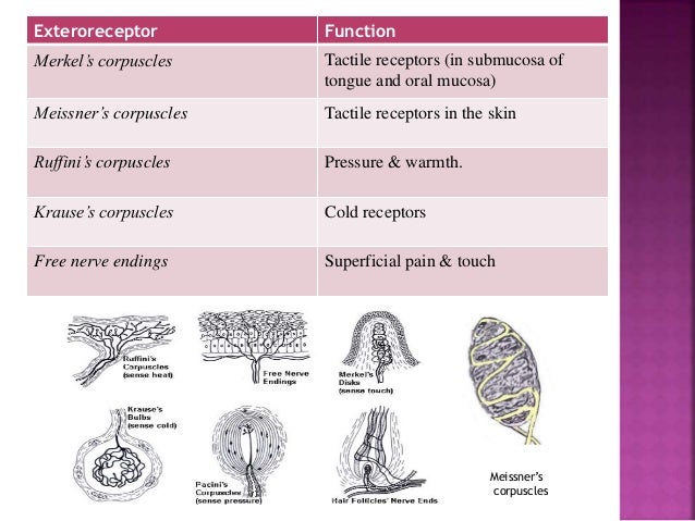 Pain Pathways