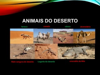 ANIMAIS DO DESERTO
feneco camelo víbora
Rato canguru do deserto Lagarto do deserto crocodilo do Nilo
dromedário
 
