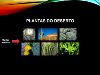 PLANTAS DO DESERTO
Plantas
xerófilas
 