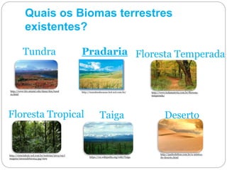 Quais os Biomas terrestres
existentes?
Tundra Pradaria
http://www.bio.miami.edu/dana/dox/tund
ra.html
http://mundoeducacao.bol.uol.com.br/ http://www.todamateria.com.br/floresta-
temperada/
Floresta Temperada
Floresta Tropical
http://cienciahoje.uol.com.br/noticias/2013/05/i
magens/sinucadebico04.jpg/view
Taiga
https://en.wikipedia.org/wiki/Taiga
Deserto
http://padredelton.com.br/a-mistica-
do-deserto.html
 