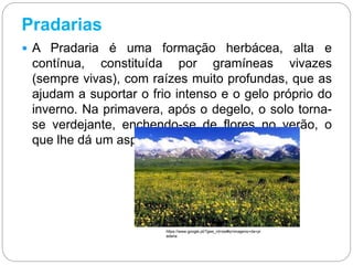 Pradarias
 A Pradaria é uma formação herbácea, alta e
contínua, constituída por gramíneas vivazes
(sempre vivas), com raízes muito profundas, que as
ajudam a suportar o frio intenso e o gelo próprio do
inverno. Na primavera, após o degelo, o solo torna-
se verdejante, enchendo-se de flores no verão, o
que lhe dá um aspeto multicolor.
https://www.google.pt/?gws_rd=ssl#q=imagens+da+pr
adaria
 