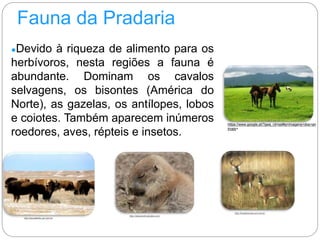 Fauna da Pradaria
●Devido à riqueza de alimento para os
herbívoros, nesta regiões a fauna é
abundante. Dominam os cavalos
selvagens, os bisontes (América do
Norte), as gazelas, os antílopes, lobos
e coiotes. Também aparecem inúmeros
roedores, aves, répteis e insetos.
http://alessandroabdala.com/
http://brasilescola.uol.com.br
http://escolakids.uol.com.br
https://www.google.pt/?gws_rd=ssl#q=imagens+dos+an
imais+
 