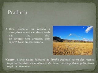 *Capim- é uma planta herbácea da família Poaceae, nativa das regiões
tropicais da Ásia, especialmente da Índia, mas espalhada pelas áreas
tropicais do mundo.
 Uma Pradaria ou relvado é
uma planície vasta e aberta onde
não há sinal
de árvores nem arbustos, com
capim* baixo em abundância.
 