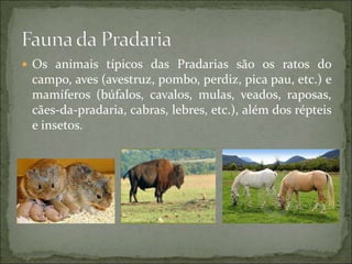  Os animais típicos das Pradarias são os ratos do
campo, aves (avestruz, pombo, perdiz, pica pau, etc.) e
mamíferos (búfalos, cavalos, mulas, veados, raposas,
cães-da-pradaria, cabras, lebres, etc.), além dos répteis
e insetos.
 