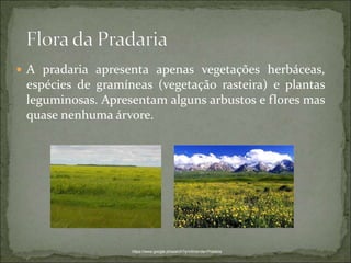  A pradaria apresenta apenas vegetações herbáceas,
espécies de gramíneas (vegetação rasteira) e plantas
leguminosas. Apresentam alguns arbustos e flores mas
quase nenhuma árvore.
https://www.google.pt/search?q=clima+da+Pradaria
 