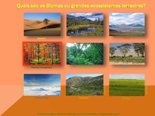 Deserto
Floresta Temperada
Taiga Tundra
Floresta Tropical Savana
ChaparralDeserto Polar
www.alunosonline.com.br
www.californiachaparral.com
Primeiras 6 imagens: http://www.sobiologia.com.br/conteudos/bio_ecologia/ecologia15.php
www.infoescola.com
Pradaria
 