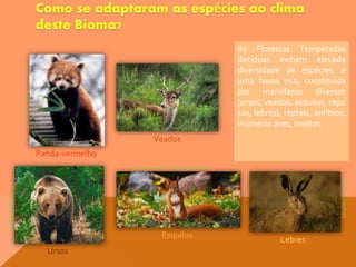 Panda-vermelho
Veados
Ursos
Esquilos
As Florestas Temperadas
decíduas exibem elevada
diversidade de espécies, e
uma fauna rica, constituída
por mamíferos diversos
(ursos, veados, esquilos, rapo
sas, lebres), répteis, anfíbios,
inúmeras aves, insetos.
Lebres
calibrenisa.blogspot.com
www.grupoescolar.com
www.infoescola.com
www.achetudoeregiao.com.br
chaparralecampostemperados1m05.blogspot.com
 