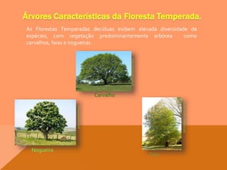 flores.culturamix.com
dias-com-arvores.blogspot.com
www.fazendacitra.com.br
Carvalho
Faia
Nogueira
As Florestas Temperadas decíduas exibem elevada diversidade de
espécies, com vegetação predominantemente arbórea como
carvalhos, faias e nogueiras.
 