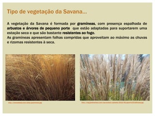 A vegetação da Savana é formada por gramíneas, com presença espalhada de
arbustos e árvores de pequeno porte que estão adaptadas para suportarem uma
estação seca e que são bastante resistentes ao fogo.
As gramíneas apresentam folhas compridas que aproveitam ao máximo as chuvas
e rizomas resistentes à seca.
http://manuelsosa.com/altas/gramineas.jpg
Tipo de vegetação da Savana…
http://img.jardineriaon.com/wp-content/uploads/2014/06/gram%C3%ADneas.jpg
 