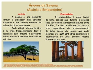Árvores da Savana…
(Acácia e Embondeiro)
Embondeiro:
O embondeiro é uma árvore
de folha caduca que durante a estação
seca vão caindo. Apresentam alturas entre
5 a 25m, 7 a 11m de diâmetro do tronco e
uma capacidade de armazenamento
de água dentro do tronco, que pode
alcançar até 120 000 litros permitindo a
acumulação de uma enorme reserva
durante todo o ano.
https://pt.wikipedia.org/wiki/Baob%C3%A1 http://querosaber.sapo.pt/ambiente/o-que-sao-os-embondeiros https://mundoalice.files.wordpress.com/2010/12/embondeiros.jpg
Acácia:
A acácia é um elemento
comum à paisagem das Savanas
africanas e aos centros urbanos de
países de clima temperado.
Pode atingir alturas de 6 a
8 m, mas frequentemente tem a
aparência dum arbusto e apresenta
folhas macias e penadas com até 21
folículos.
http://www.biomania.com.br/bio/conteudo.asp?cod=1577 http://wol.jw.org/pt/wol/d/r5/lp-t/1200000066
http://2.bp.blogspot.com/-mp8B5UbC_u0/UWHVKDPzVdI/AAAAAAAAAB4/dvRTbGMo730/s1600/827310.jpg http://www.hierophant.com.br/arcano/uploads/Nina/acacia.jpg
 
