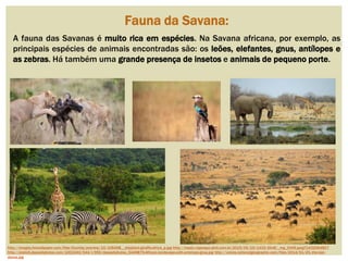 Fauna da Savana:
A fauna das Savanas é muito rica em espécies. Na Savana africana, por exemplo, as
principais espécies de animais encontradas são: os leões, elefantes, gnus, antílopes e
as zebras. Há também uma grande presença de insetos e animais de pequeno porte.
http://images.forwallpaper.com/files/thumbs/preview/10/106498__elephant-giraffe-africa_p.jpg http://msalx.viajeaqui.abril.com.br/2015/05/19/1433/6IivB/_mg_0449.jpeg?1432064807
http://static6.depositphotos.com/1002240/544/i/950/depositphotos_5449879-African-landscape-with-antelope-gnus.jpg http://voices.nationalgeographic.com/files/2014/01/25.-the-last-
dance.jpg
 
