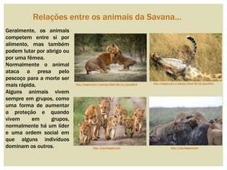 Relações entre os animais da Savana…
Geralmente, os animais
competem entre si por
alimento, mas também
podem lutar por abrigo ou
por uma fêmea.
Normalmente o animal
ataca a presa pelo
pescoço para a morte ser
mais rápida.
Alguns animais vivem
sempre em grupos, como
uma forma de aumentar
a proteção e quando
vivem em grupos,
normalmente há um líder
e uma ordem social em
que alguns indivíduos
dominam os outros. http://1.bp.blogspot.comhttp://2.bp.blogspot.com
http://imguol.com/c/noticias/2014/06/02/2jun2014-http://imguol.com/c/noticias/2014/06/11/11jun2014-
 