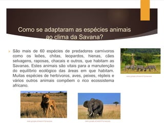 Como se adaptaram as espécies animais
ao clima da Savana?
 São mais de 60 espécies de predadores carnívoros
como os leões, chitas, leopardos, hienas, cães
selvagens, raposas, chacais e outros, que habitam as
Savanas. Estes animais são vitais para a manutenção
do equilíbrio ecológico das áreas em que habitam.
Muitas espécies de herbívoros, aves, peixes, répteis e
vários outros animais compõem o rico ecossistema
africano.
www.google.pt/search?q=savana www.google.pt/search?q=savana
www.google.pt/search?q=savana
 