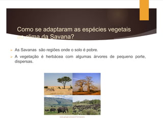 Como se adaptaram as espécies vegetais
ao clima da Savana?
 As Savanas são regiões onde o solo é pobre.
 A vegetação é herbácea com algumas árvores de pequeno porte,
dispersas.
www.google.pt/search?q=savana
 