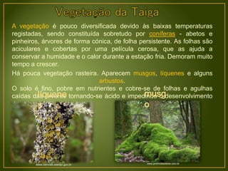 A vegetação é pouco diversificada devido às baixas temperaturas
registadas, sendo constituída sobretudo por coníferas - abetos e
pinheiros, árvores de forma cónica, de folha persistente. As folhas são
aciculares e cobertas por uma película cerosa, que as ajuda a
conservar a humidade e o calor durante a estação fria. Demoram muito
tempo a crescer.
Há pouca vegetação rasteira. Aparecem musgos, líquenes e alguns
arbustos.
O solo é fino, pobre em nutrientes e cobre-se de folhas e agulhas
caídas das árvores tornando-se ácido e impedindo o desenvolvimento
de outras plantas.
www.ciencias.seedpr.gov.br www.jardimdasideias.com.br
 