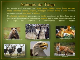 • Os animais aqui existentes são alces, renas, veados, ursos, lobos, raposas,
linces, arminhos, martas, esquilos, morcegos, coelhos, lebres e aves diversas
como por exemplo pica-paus e falcões.
• Os charcos e pântanos que surgem no Verão constituem um ótimo local para a
procriação de uma grande variedade de insetos. Muitas aves migradoras vêm até
à Taiga para nidificar e alimentar-se desses insetos.
Photography.nationalgeographic.com www.russobras.com.br
vocerealmentesabia.tumblr.com
www.jardiland.pt
www.tumblr.com
sites.Google.com
 