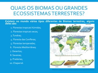 QUAIS OS BIOMAS OU GRANDES
ECOSSISTEMASTERRESTRES?
Existem no mundo vários tipos diferentes de Biomas terrestres, alguns
deles são:
1. Florestas tropicais húmidas;
2. Florestas tropicais secas;
3 .Tundras;
4. Floresta das Coníferas;
5. Florestas temperadas;
6. Floresta Mediterrânea;
7. Desertos;
8. Savanas;
9. Pradarias;
10. Chaparral.
https://www.google.pt/search?q=localização+geografica+dos+principais+biomas+terrestres
 