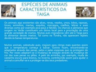 ESPÉCIES DE ANIMAIS
CARACTERÍSTICOS DA
TAIGA
Os animais aqui existentes são alces, renas, veados, ursos, lobos, raposas,
linces, arminhos, martas, esquilos, morcegos, coelhos, lebres e aves
diversas como por exemplo pica-paus e falcões. Os charcos e pântanos que
surgem no Verão constituem um ótimo local para a procriação de uma
grande variedade de insetos. Muitas aves migradoras vêm até à Taiga para
se alimentar desses insetos. Tal como na Tundra, não aparecem répteis
devido às baixas temperaturas.
.
Muitos animais, sobretudo aves, migram para climas mais quentes assim
que a temperatura começa a baixar. Outros ficam, encontrando-se
adaptados através das penas, pelos e peles espessas que os protegem do
frio. Por vezes adaptam-se à mudança de estação através da mudança de
cor das suas penas ou pêlos. A pele do arminho, por exemplo, muda de
castanho escuro para branco, no inverno, contribuindo assim para ajudar o
animal a camuflar-se e a proteger-se dos seus predadores.
http://www.minerva.uevora.pt/eschola2002/taiga.htm
fonte:
 
