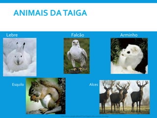 ANIMAIS DATAIGA
Lebre Falcão Arminho
Esquilo Alces
https://www.google.pt/search?q=imagens+dos+animais+da+taíga
 