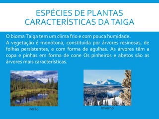 ESPÉCIES DE PLANTAS
CARACTERÍSTICAS DATAIGA

O bioma Taiga tem um clima frio e com pouca humidade.
A vegetação é monótona, constituída por árvores resinosas, de
folhas persistentes, e com forma de agulhas. As árvores têm a
copa e pinhas em forma de cone Os pinheiros e abetos são as
árvores mais características.
Verão Inverno
 